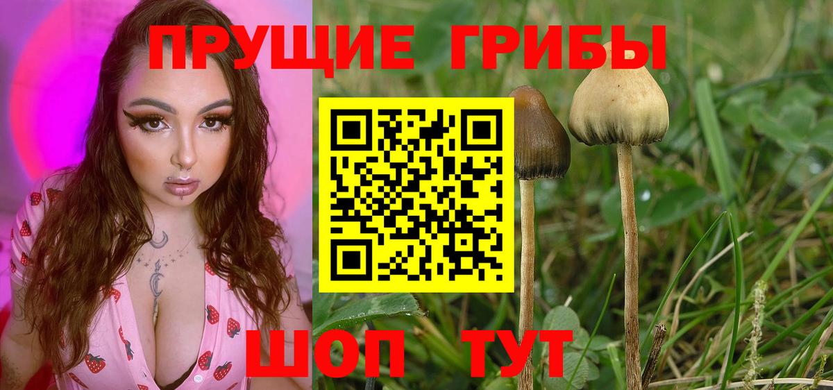 Балахна  Галлюциногенные грибы Psilocybine cubensis  Вход с VPN 